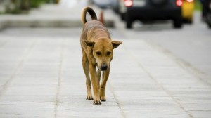 cane abbandonato