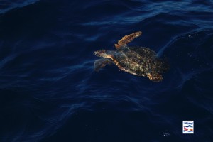 tartaruga in mare3