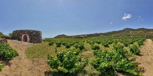 Pantelleria (TP), Giardino Pantesco di Donnafugata_Foto © Vittorio Ghelfi_2017